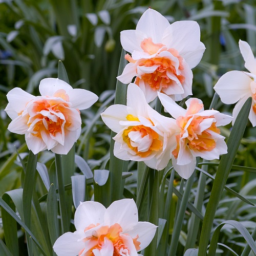 Daffodil Bulbs Replete Double Flowers